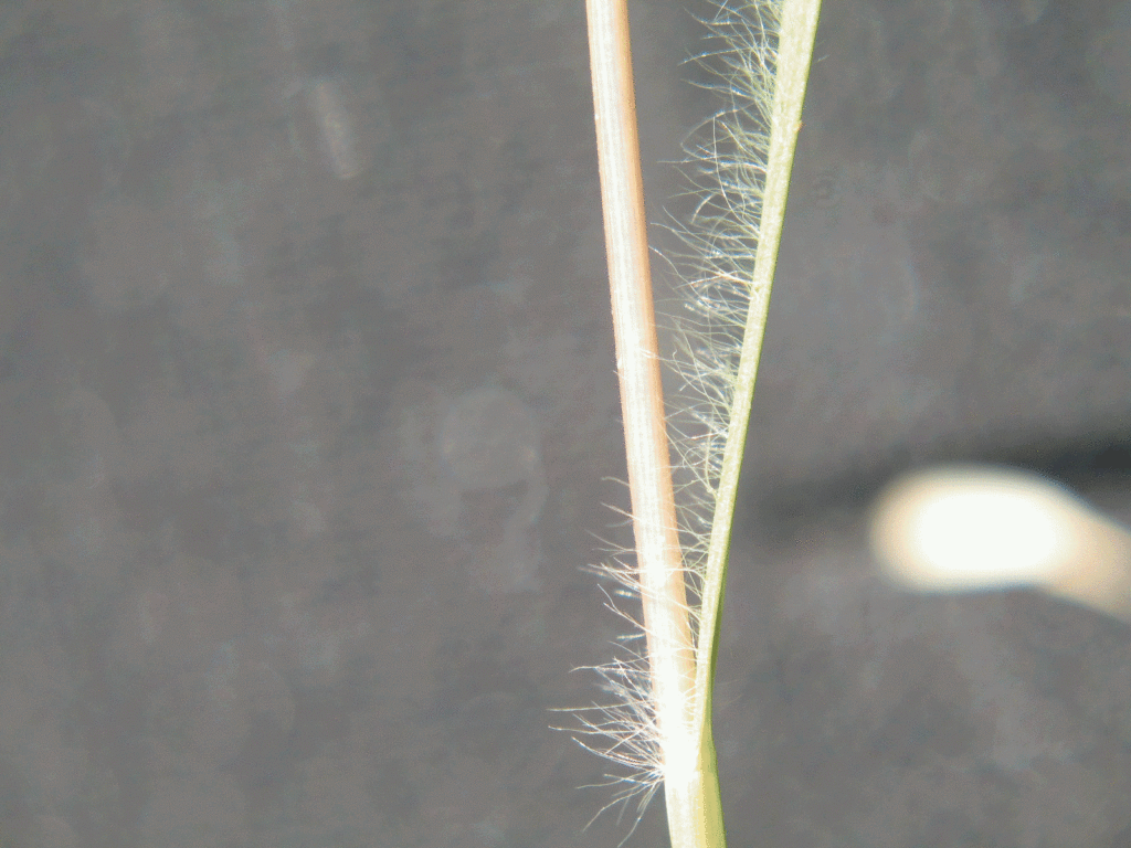 Figures 5a &5b. False brome is more difficult to identify. Note the soft and long hairs on the stem and leaf, and the general droopy appearance of the grass species. Courtesy of WSNWCB