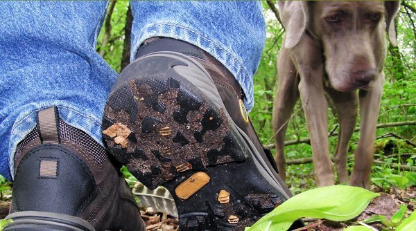 Figure 8. Weed seed can hitch a ride in boot treads or on your pup’s fur.  Be sure to clean your boots, clothing, gear, and pup’s fur BEFORE as well as AFTER recreating to prevent spreading invasive species. Courtesy of Play.Clean.Go.