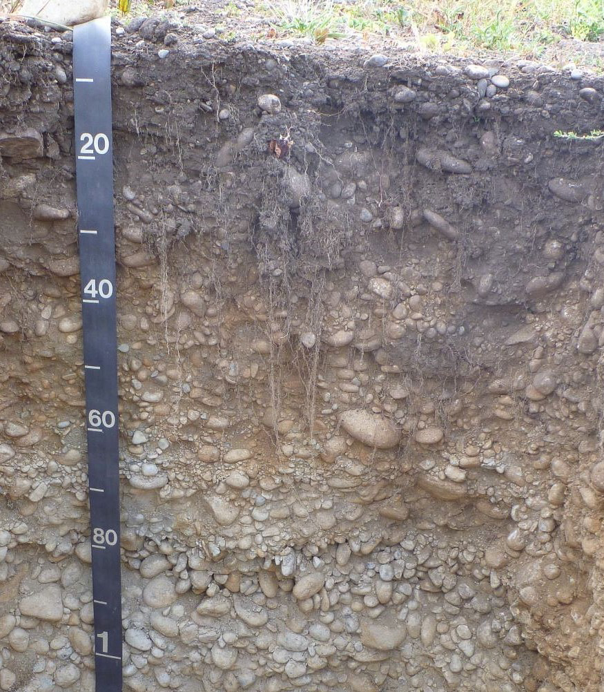 Spanaway, a Puget Sound prairie soil that formed in outwash. Note the water-rounded gravel. Photo by Dan Ufnar, NRCS.