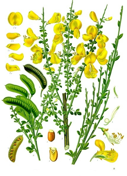 Illustration of Scot’s broom (Cytisus scoparius) from Köhler’s Medicinal Plants (1887)
