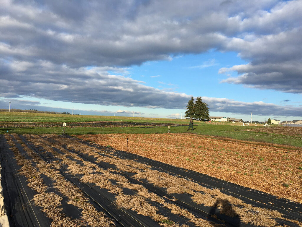 Clouds break to let some sun down onto Violet Prairie seed farm as Andy Hopwood walks to the barn. Photo by Ruth Mares.