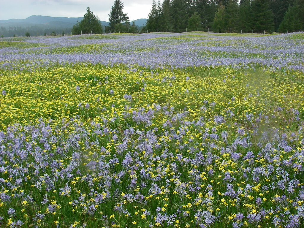 Camas and Spring Gold after a Prescribed Burn, Photo by David Wilderman