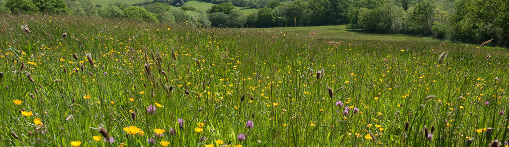 A degraded South Sound prairie or an intact English meadow? In the UK and Ireland, the suite of our South Sound Prairie weeds comprise a community of threatened meadow species. See more at widlifetrusts.org. Image source wildlifetrust.org.