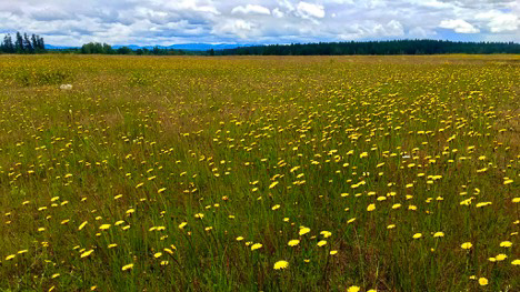 A sea of hairy cat’s ear, one of the dominant species in prairies that have a legacy of Scot’s broom invasion.