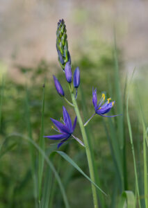 Giant Camas, photo by Dennis Plank