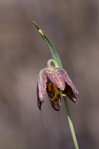 Chocolate Lily, photo by Dennis Plank